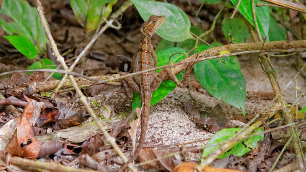20 - Cahuita NP (09).jpg